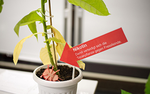 Tabakpflanze mit rotem Pfeil, der auf einen kleinen Totenkopf aus Papier zeigt
